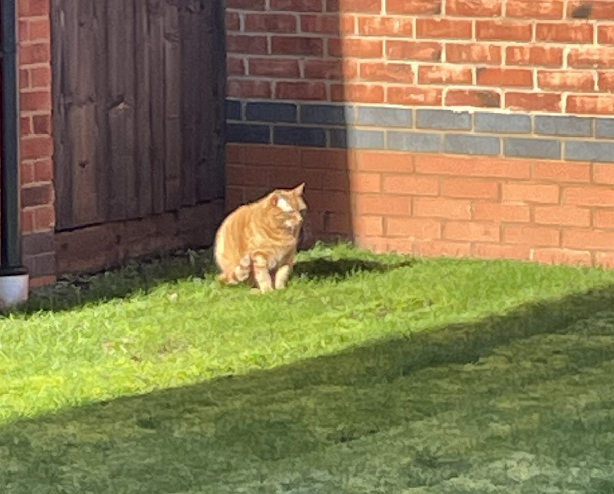 Chums… it’s SUNNY! ☀️ Finally I can go on paw-patrol in my garden 🪴 
Have a great #Caturday
JacK 🐾🐾
#CatsOfTwitter #CatsOfX