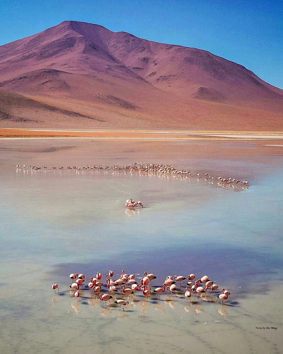 Laguna Colorada , Bolivia  ©️ Mike Moran