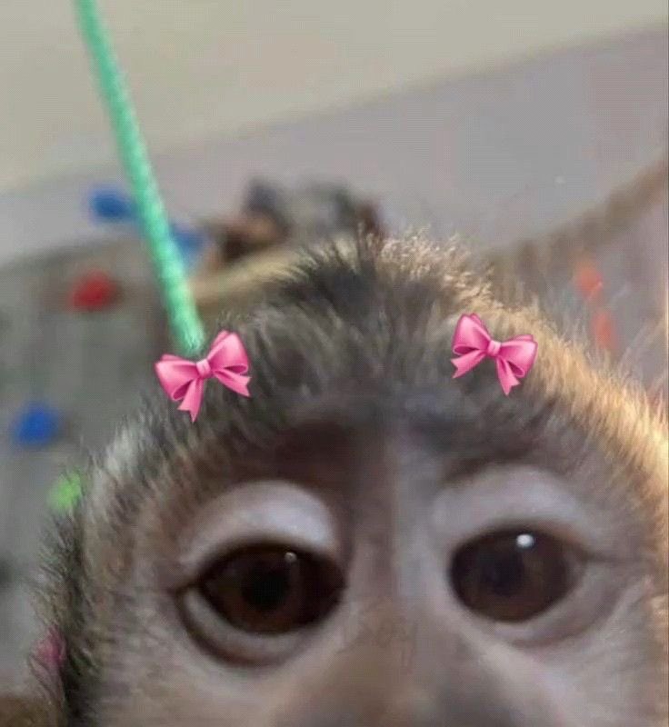 chiquita tweet media