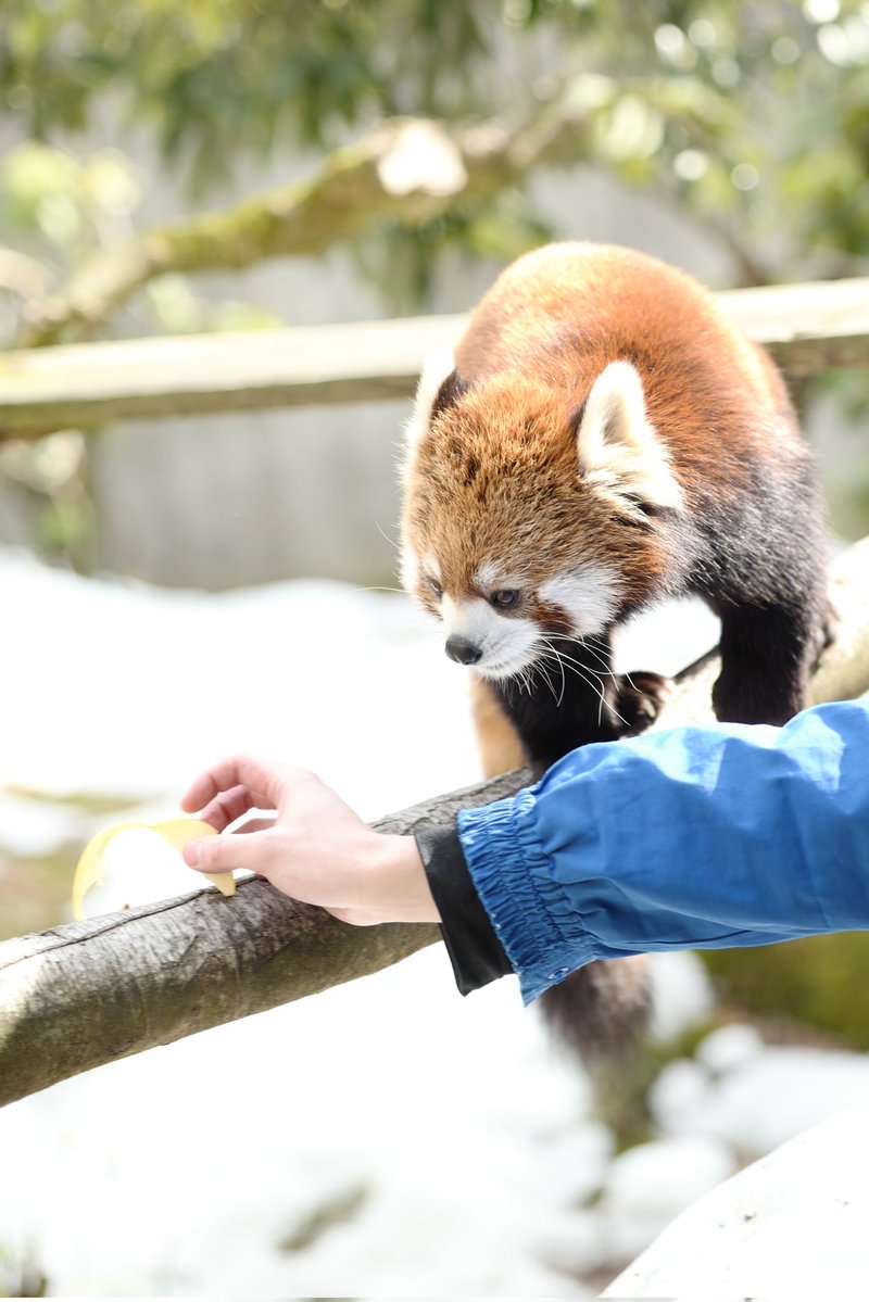 リンゴ🍎美味しい 😋 #かえで🍁#レッサーパンダ #いしかわ動物園