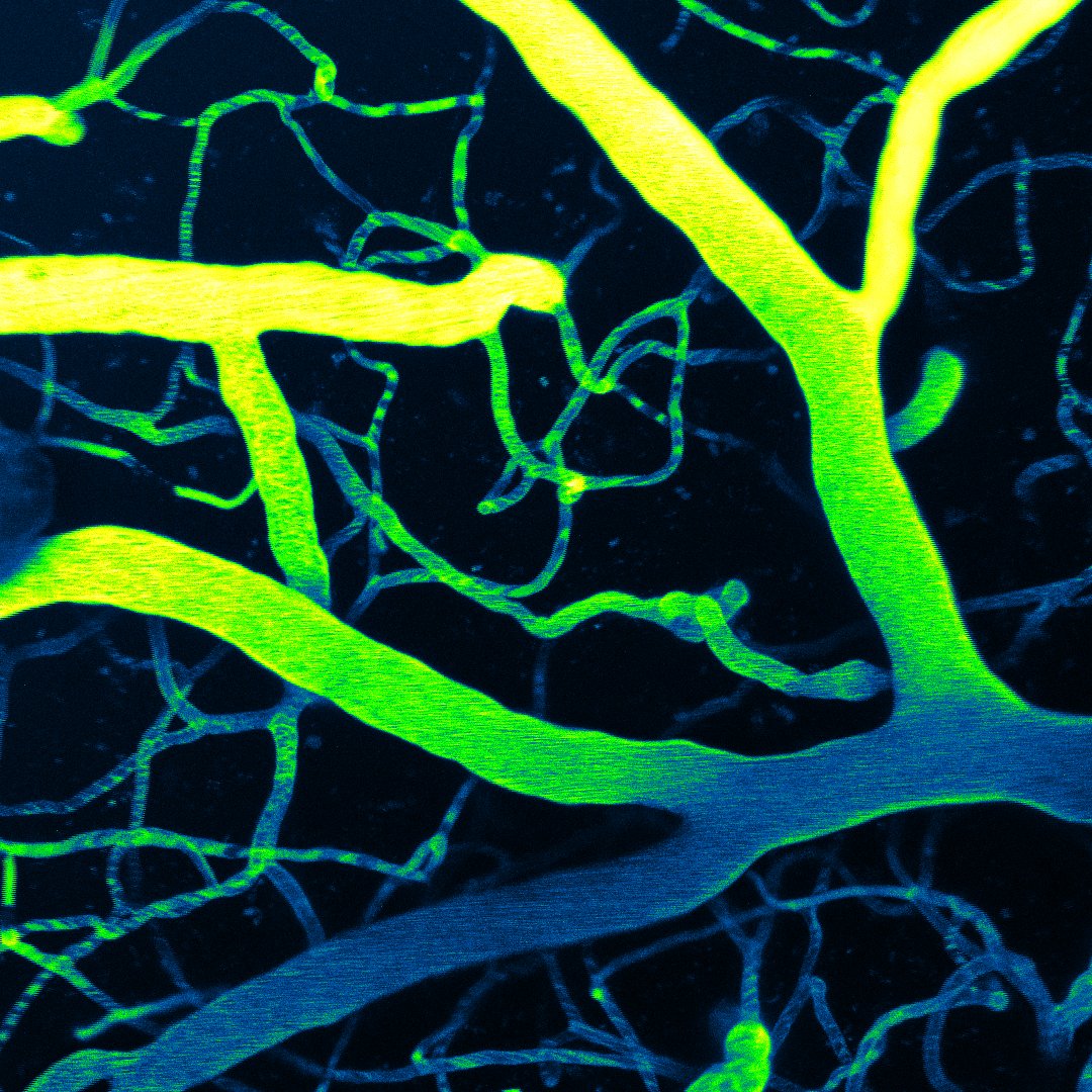 Osama Harraz tweet media