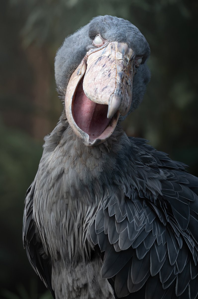 RT @MiYaBi_photo_95: #知名度を上げたいので拡散してください