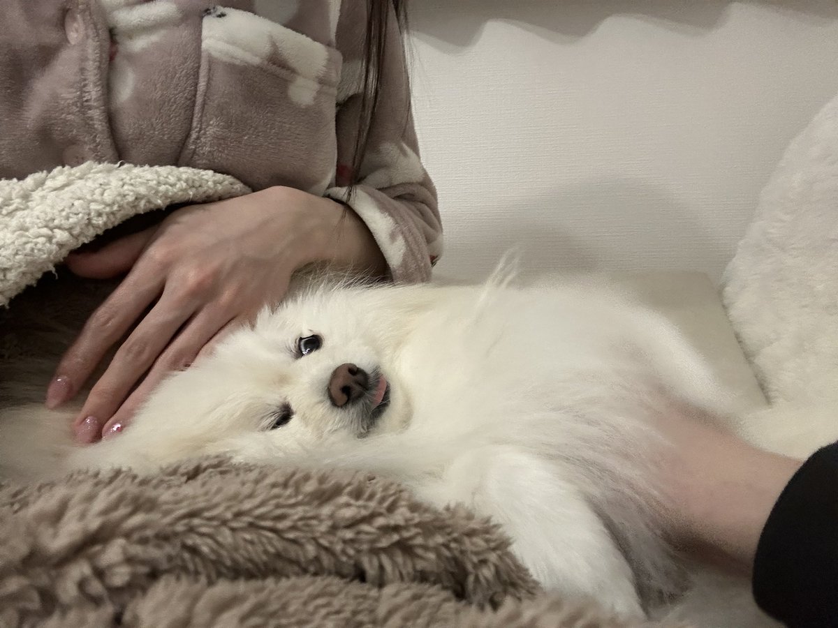 コロ太くん (@korokorota620) on Twitter photo 