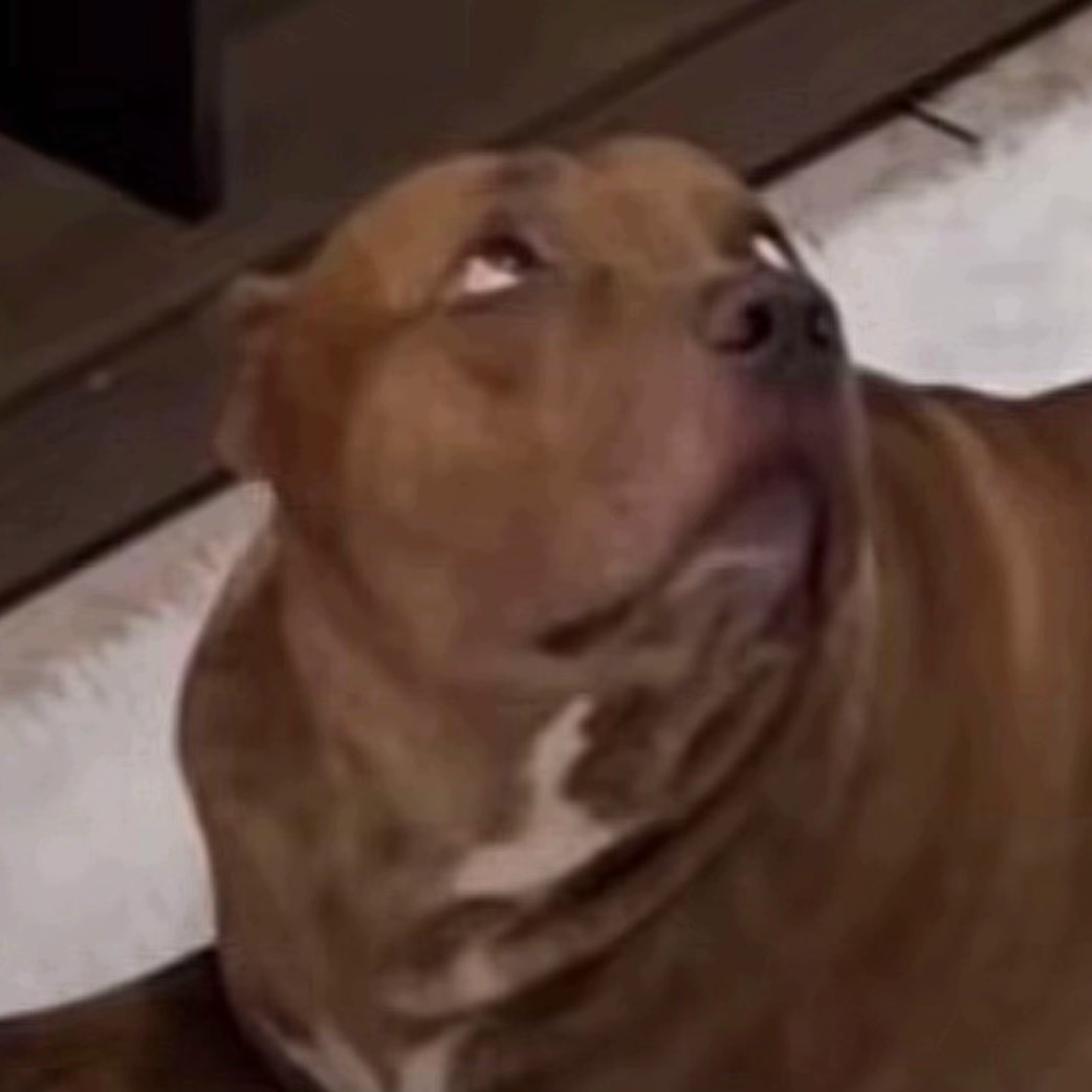 cachorro tweet media