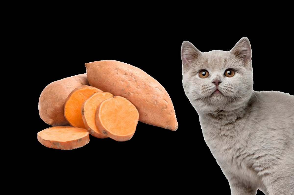 Passion Détourage tweet media