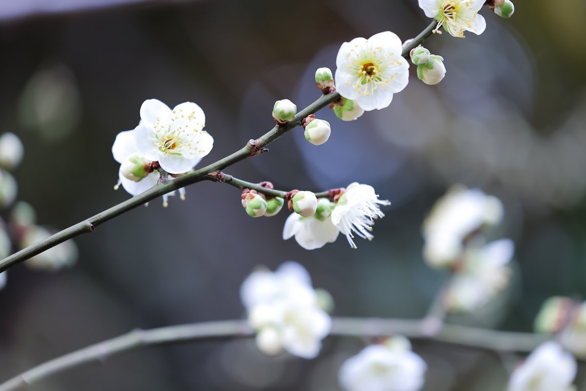 瀬名🌼新規撮影依頼7月～ tweet media