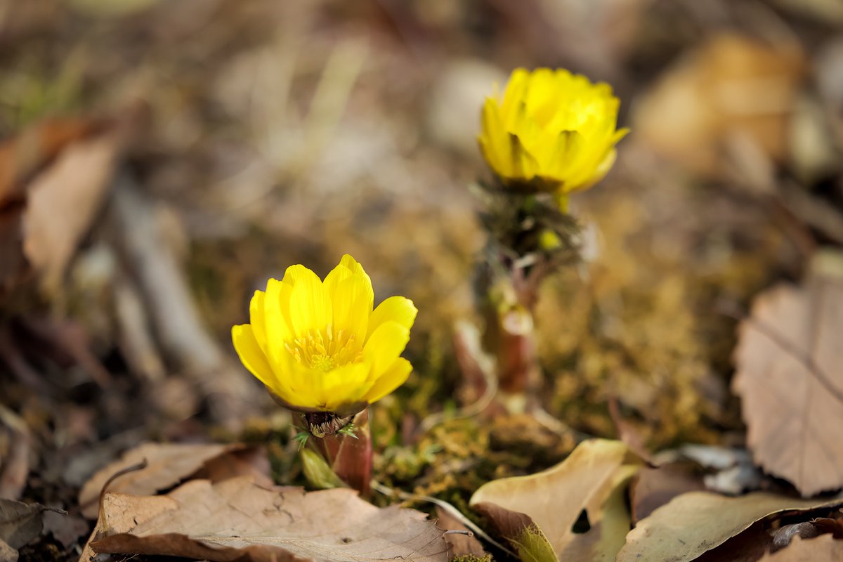 瀬名🌼新規撮影依頼7月～ tweet media