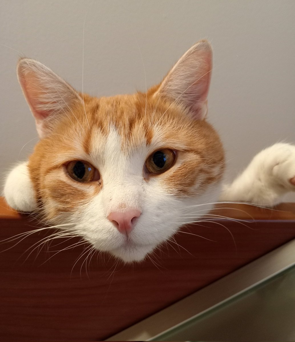 бог-дан джинн tweet media