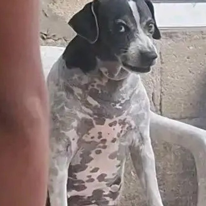 These dogs are the funniest on the internet right now 😭😭😭