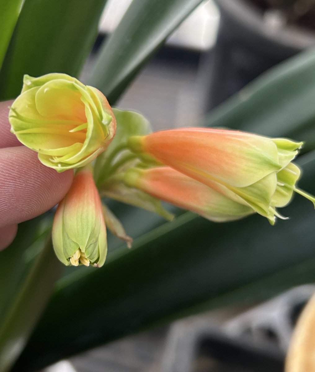 君子蘭のひと (@Clivia111) / Posts / X