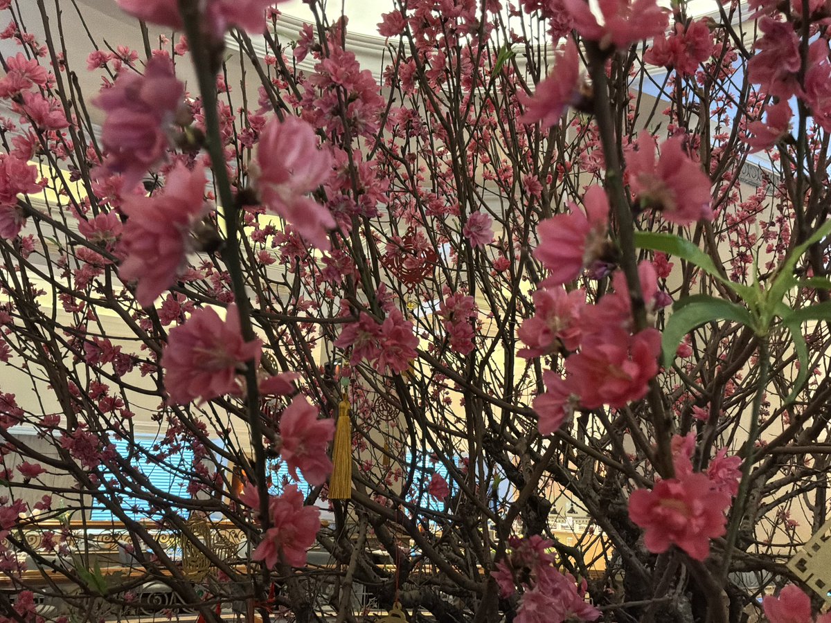 PE_Okun's tweet photo. ベトナム🇻🇳の旧正月

ハノイで、かみさんと合流した。旧正月(テト)は、2/17(火)だが、休みは今日2/14(土)から始まった。
街中、桃の枝やみかんの樹をバイクで運ぶ人で、大賑わい。
ホテルのパイナップル🍍ランプが、いい香り。 https://t.co/FpcQxIdBZm