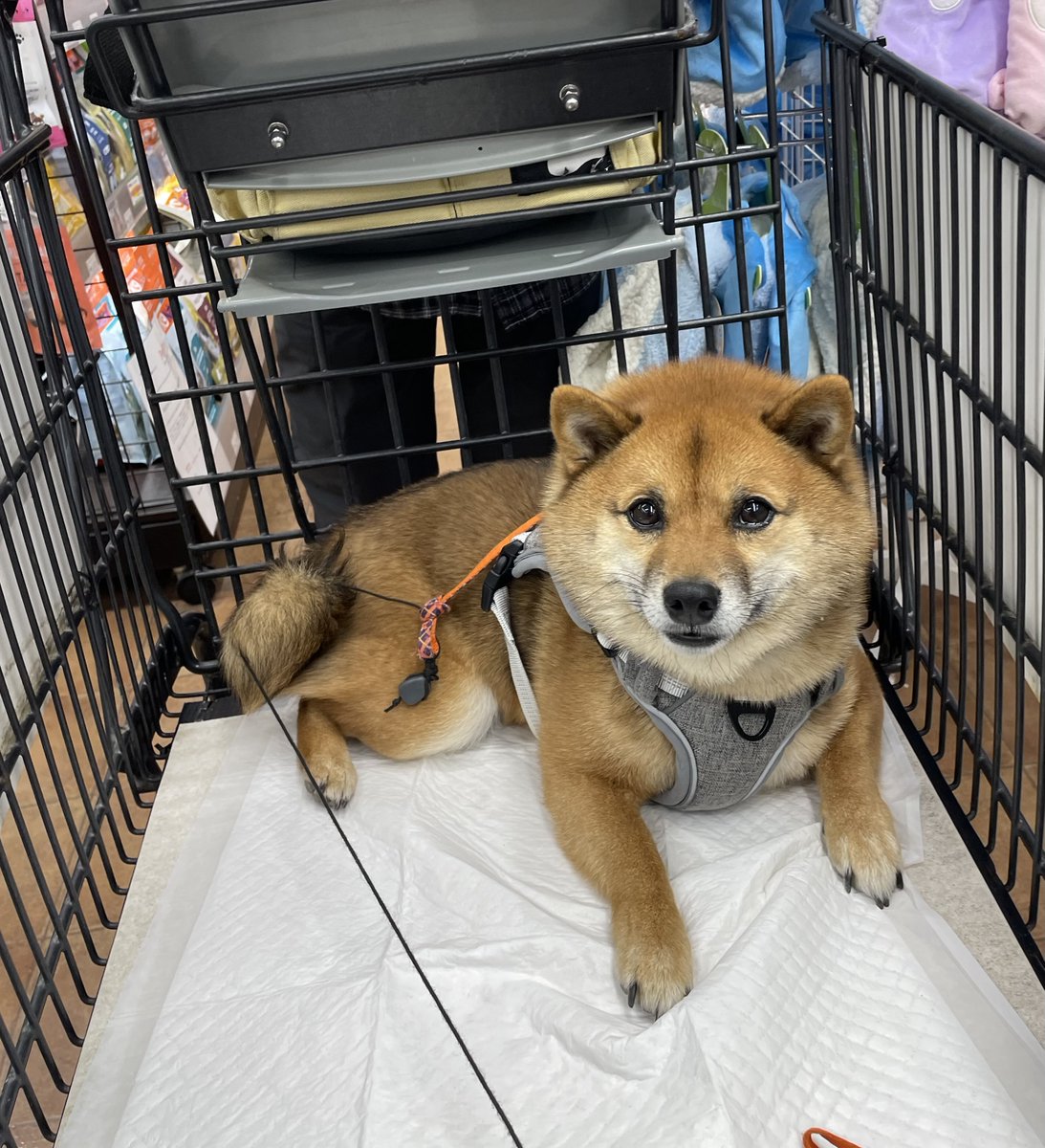 豆柴🎾九十 (@rojiko7) / Posts / X