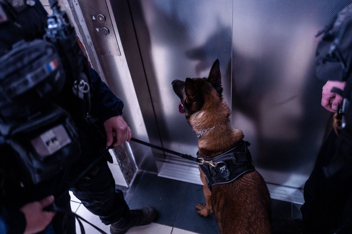 Image de Préfecture de Police - #AntiStups | Jeudi, à #Sevran, lors d'une prospection, le chien d'un équipage cynophile marque la po