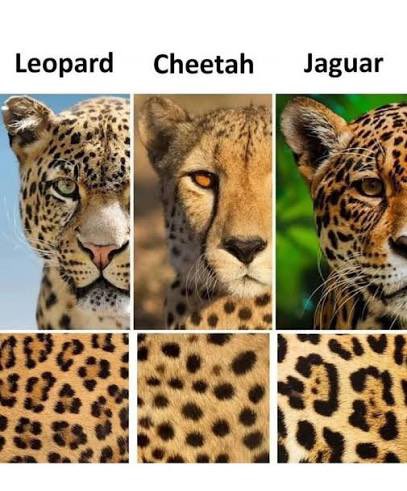 You see, the thing is, I might not be able to differentiate between a cheetah, a leopard, or a jaguar, so I might just die trying to befriend what I thought, was a cheetah.