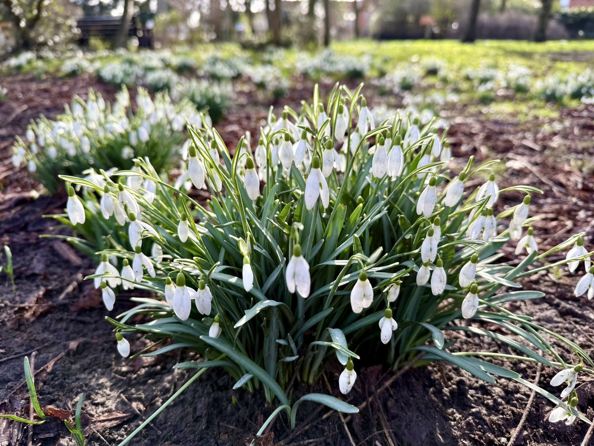 A lovely display from the snowdrops in Alexandra Park Crosby this morning as they glow in the bright sunshine.