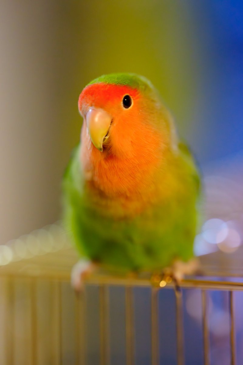 🦜
#今日のピーちゃん 
#コザクラインコ