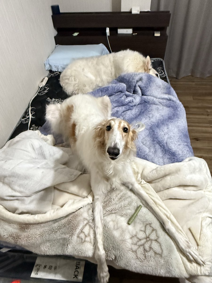 今日の主の寝床

盛大に暴れたもよう…