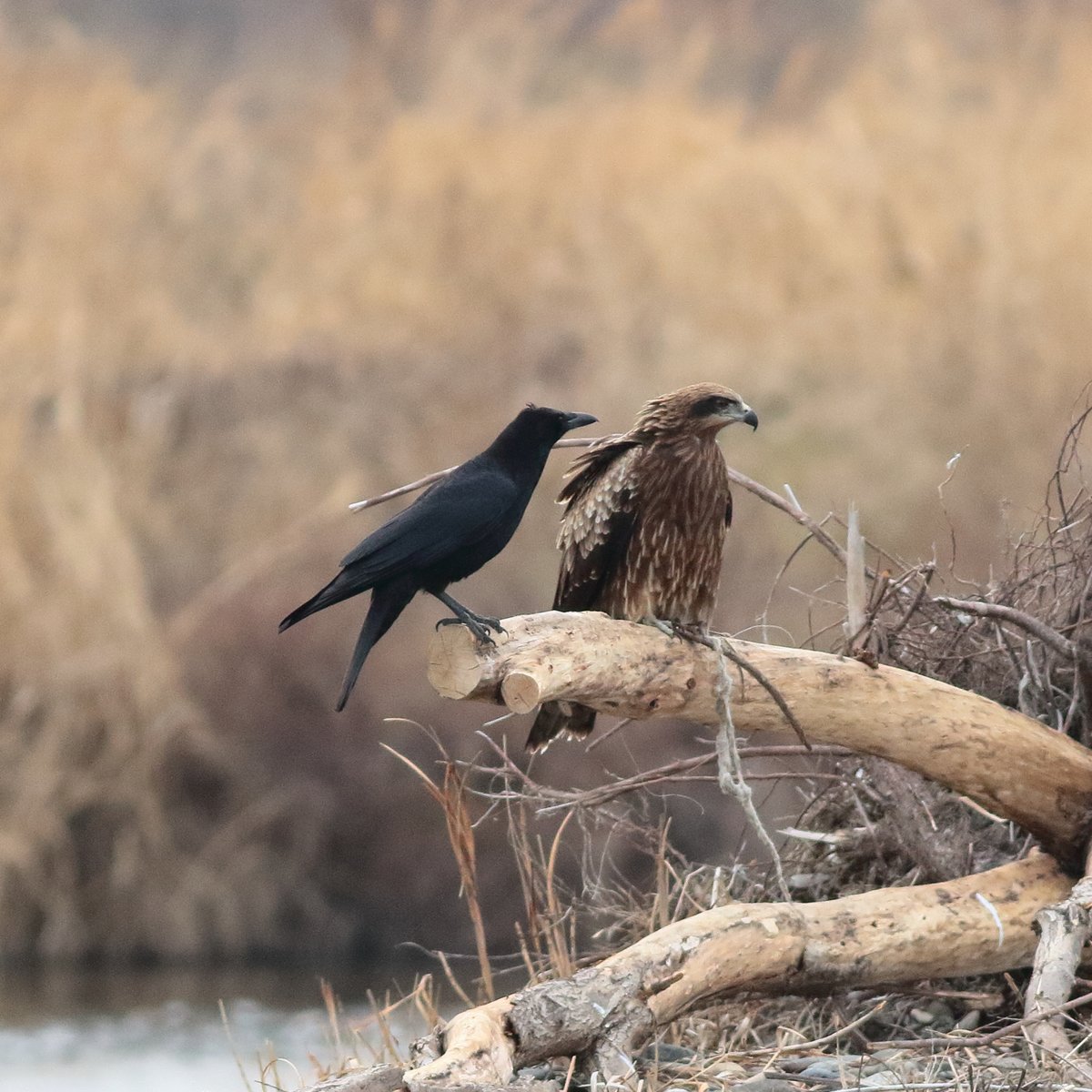 ピーヒョロピーヒョロ鳴いてるトビの傍らになぜかちょっかい出すでもなくハシボソ。何してたんだろう。。