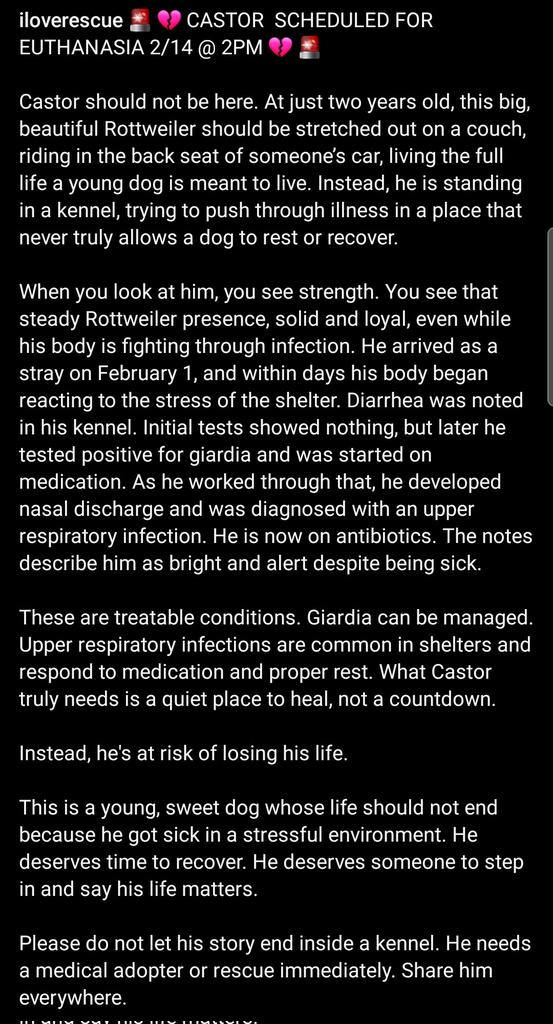 8415_n's tweet image. CASTOR #A837129
2yo.#Rottweiler #rottie #rottweilerrescue #rottierescue
Calm, friendly demeanor in a hostile place, alert, eager to connect, steady presence.
#Devore #SanBernardino #LA #CA #SoCal #Norcal #pnw
#Pledge
#foster at NO cost‼
#adopt anywhere 🇺🇲
instagram.com/reel/DUr_zHoAh…