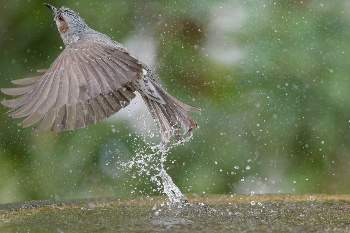 hama_yuu2003's tweet photo. ヒヨドリ続き
飛び立つ時には水滴も付いてゆくー
#野鳥写真
#photolab8
NIKON Z 8
NIKKOR Z 600mm f/6.3 VR S
600mm | f/6.3 | 1/4000 | ISO 22800 https://t.co/zJu4TCq7k4