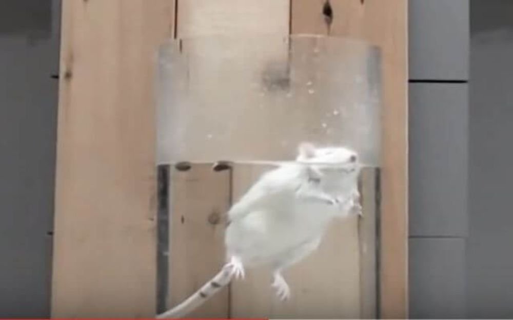 marillion13's tweet image. Demand an immediate prohibition of the #ForcedSwimTest from BUAP, then share please.
support.petalatino.com/page/49915/act…
@PETA_Latino