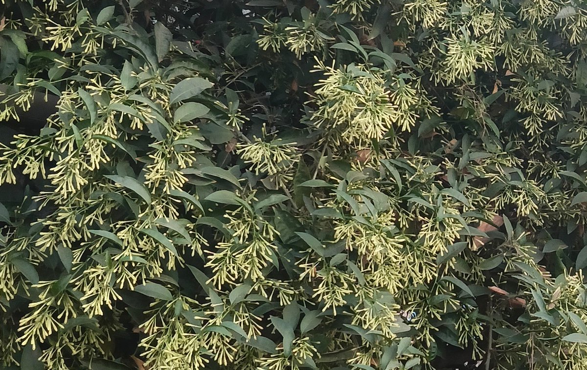 Nature ka real glow ✨🌿