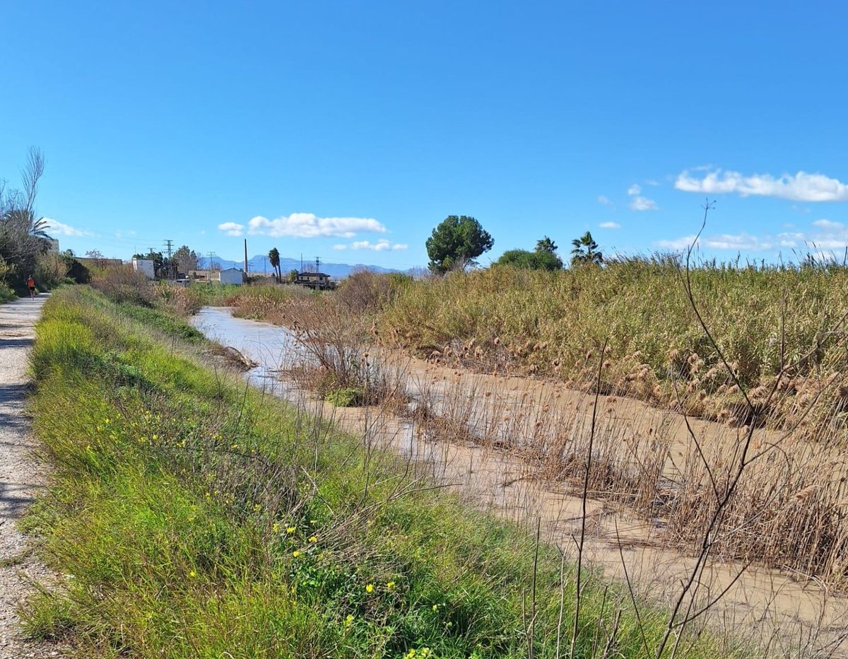 El río Segura, ahora mismo, entrando a Barriomar y dirigiéndose a la ciudad...
¿Te lo imaginas recibiendo sin ningún tipo de control toda el agua de las ramblas de la zona norte? 
¿A quién se le ha ocurrido tal disparate <a href="/chsriosegura/">Confederación Hidrográfica del Segura</a> <a href="/mitecogob/">Transición Ecológica y Reto Demográfico</a>?
¡NO al COLECTOR NORTE!