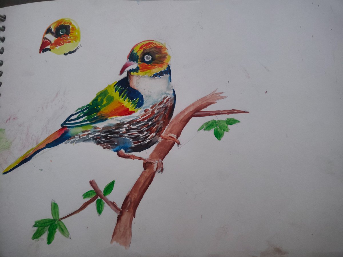 vasu_pande92705's tweet photo. From Blank Page to Beautiful Bird
>Drew a bird using poster colors 
>Took almost 1 hour to complete 
>Focused on every detail &amp; finishing 
>Really happy with the result 

#Art #Painting #PosterColors #BirdArt #Handmade #ArtistOnX #CreativeLife #ArtJourney https://t.co/0p3W9B1Yp1