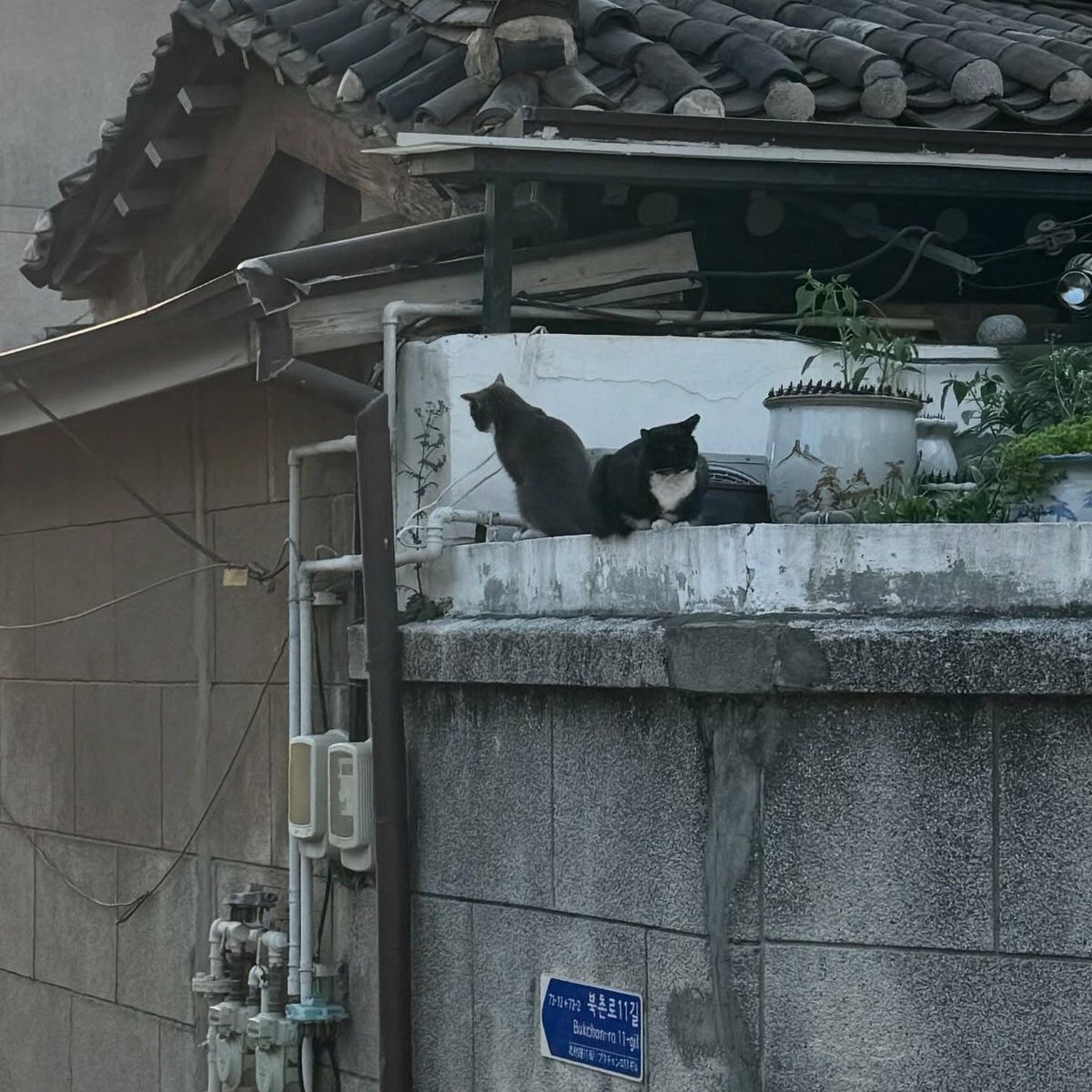 cybrmxn's tweet photo. out and about and doing better 🐈‍⬛ https://t.co/pHjXo5rr68