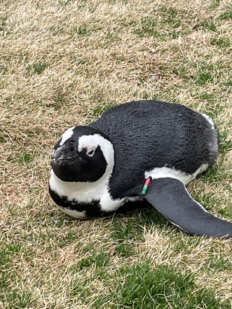 Post by モノクロZ34（FAIRLADY Z） on X: ペンギン エリア