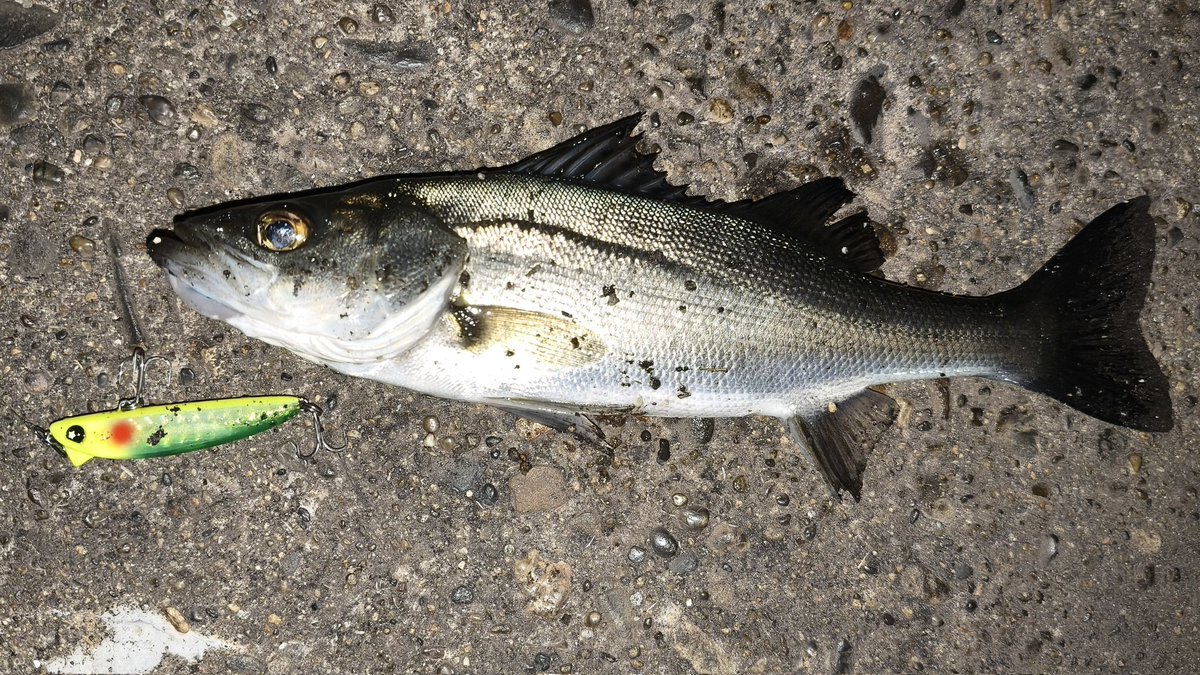 橘井茜@釣りする人 tweet media