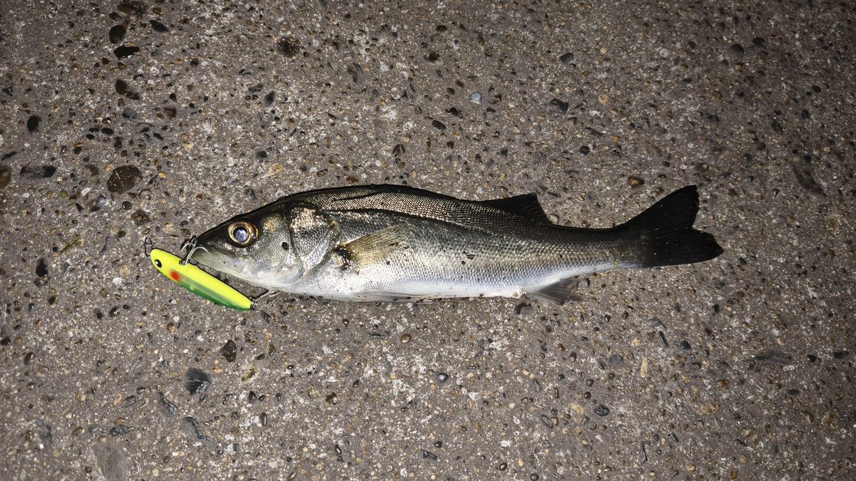 橘井茜@釣りする人 tweet media