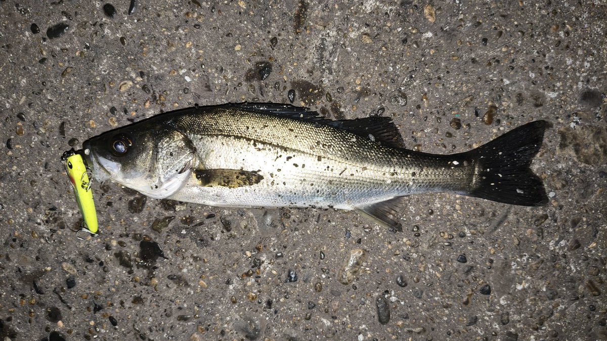 橘井茜@釣りする人 tweet media