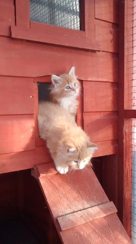 🌈 Buddy 🌈 & Gizmo 🦁🦁 tweet media