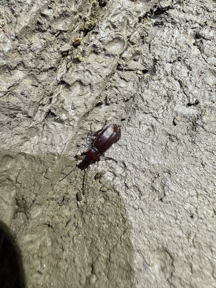 gecko / the eccentric explorer 𓆣 (@gecko28651371) / Posts / X