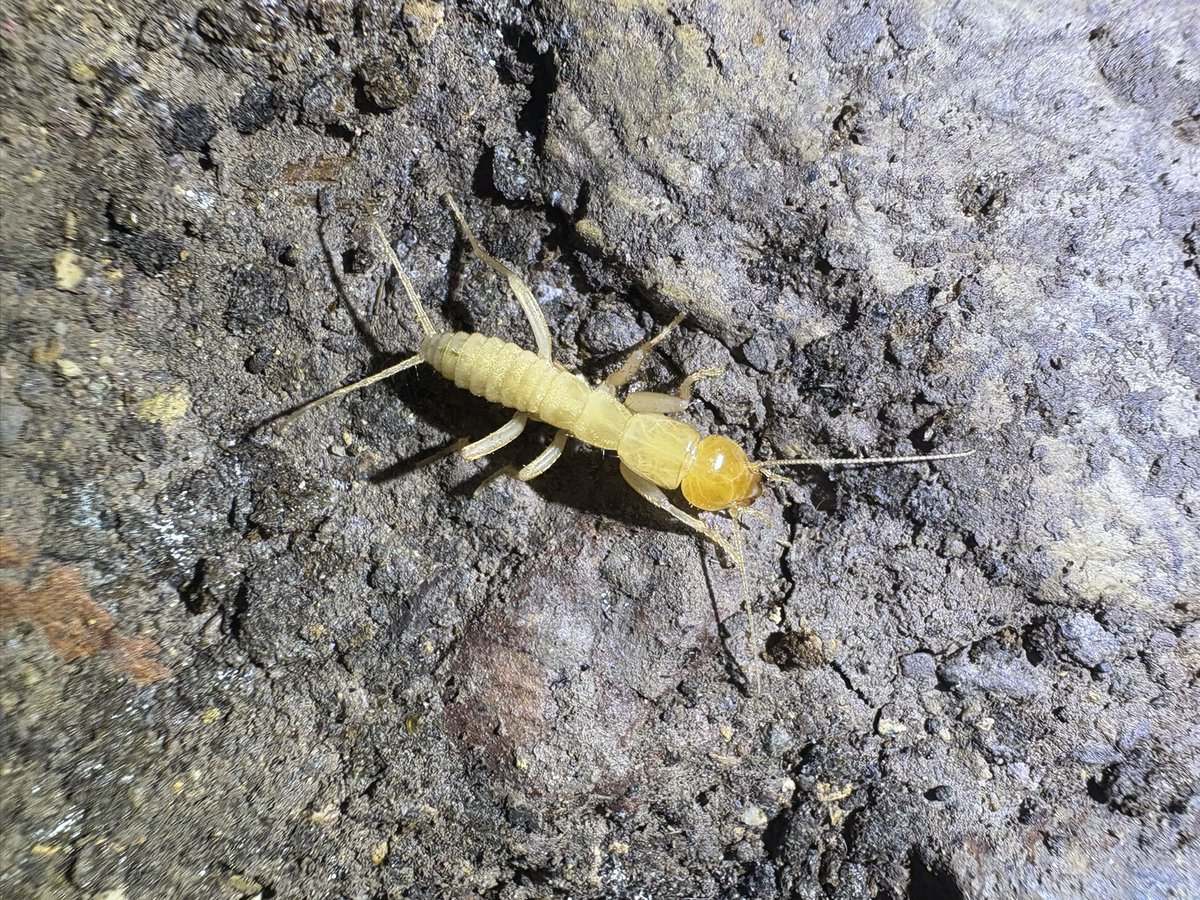 gecko / the eccentric explorer 𓆣 (@gecko28651371) / Posts / X