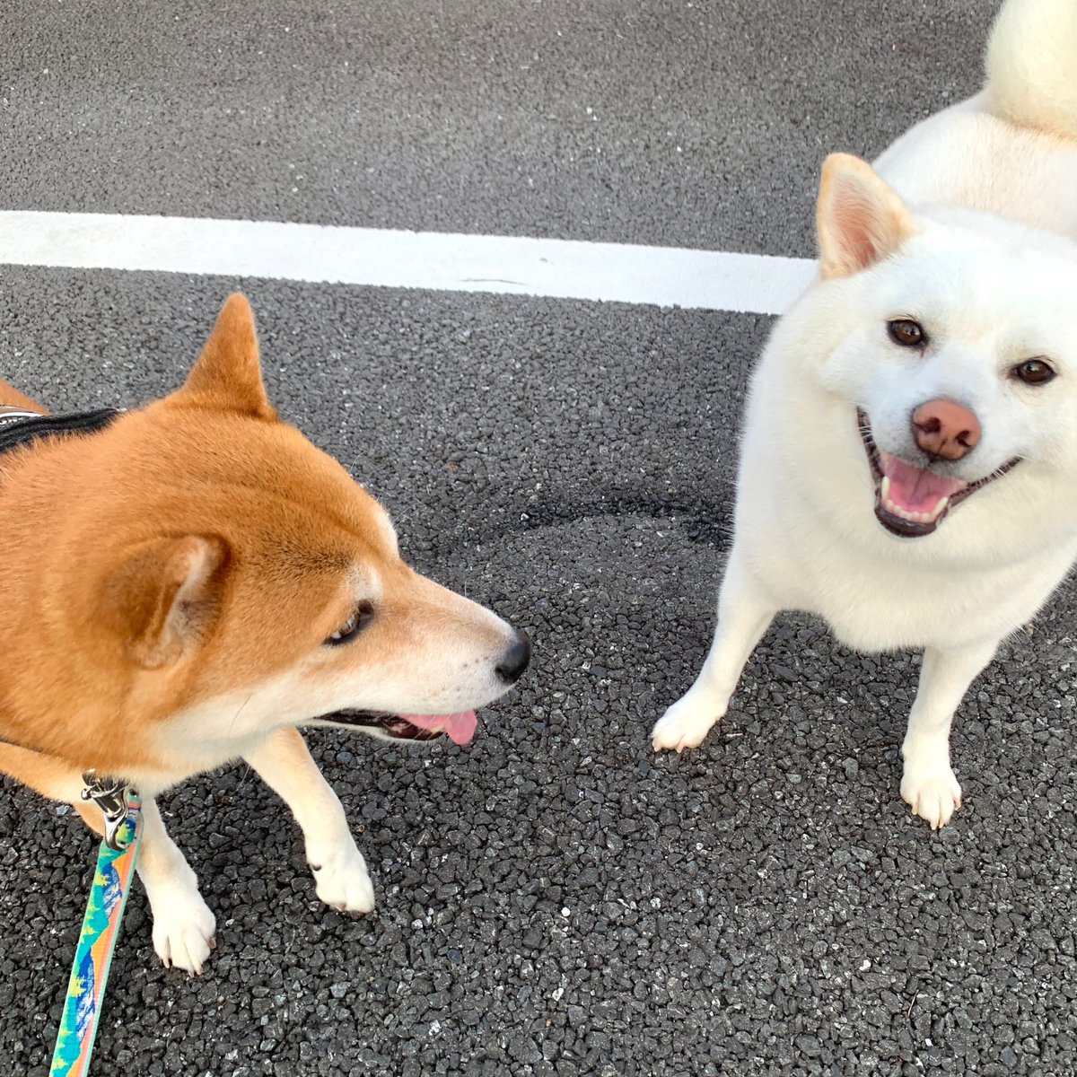 柴犬こむぎとミルクたん
