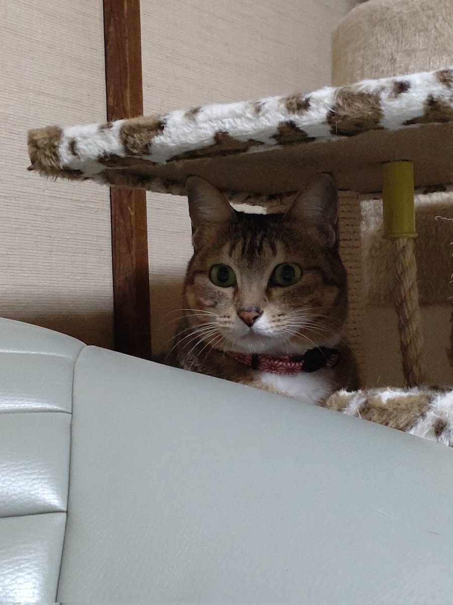 barbertamashima's tweet photo. この子には一体何が見えているのか😑
ちなみに飼い主には何も見えませんでした😅 https://t.co/10zytkTesJ