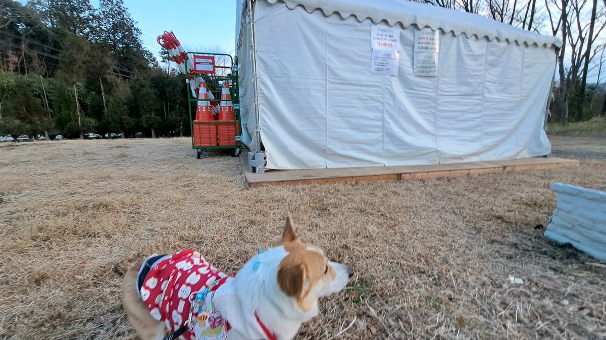 夕散歩で
2枚目心ちゃん後ろ姿📸
丸みのないおちり💦
丸みあったら可愛いく見えるのに😅
👉んところの出っ張り骨ではなく筋肉みたい
病院の先生からムダな脂肪がほぼない体型してるねって言われてるワン
3枚目いつもこんなの無いワン
明日京都マラソンがあるんだワン
その準備だって🐶