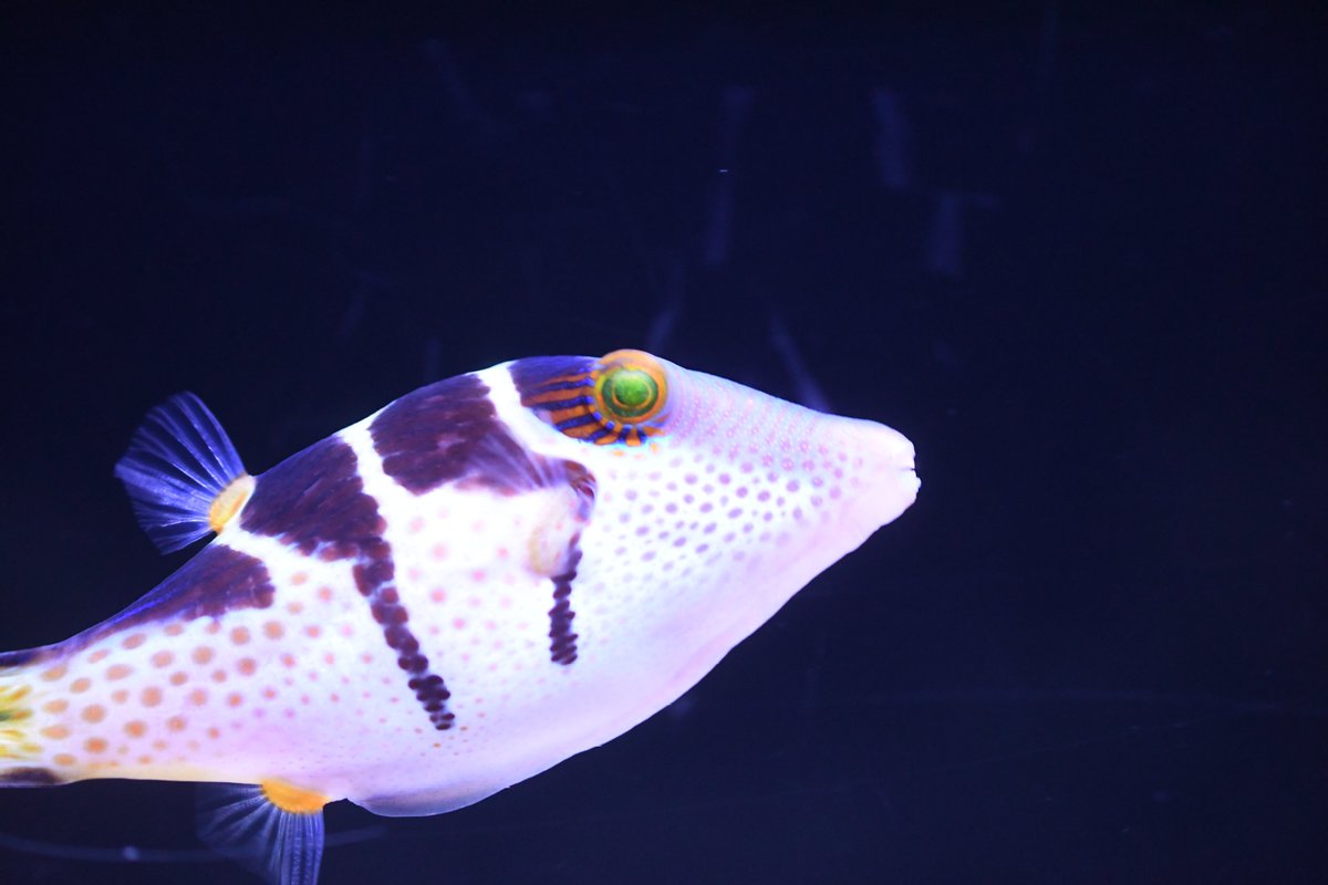 バレンタインデーっぽい魚といえば、チョコレートグラミー？それともキスするキッシンググラミー？
グラミーもいいけど、シマキンチャクフグもいます
なぜならこの魚、学名がCanthigaster valentiniだから
かわいいけれど、有毒です
#フグ #シマキンチャクフグ #アクアパーク品川 2025.10.02