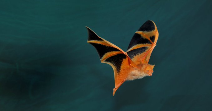 marillion13's tweet photo. #Resharing, I already signed/posted this one a while ago, but it´s still open.
Tell Amazon: Stop Selling Painted Bats
https://t.co/52eO3NIN3H
@CenterForBioDiv https://t.co/XWFWGlsore