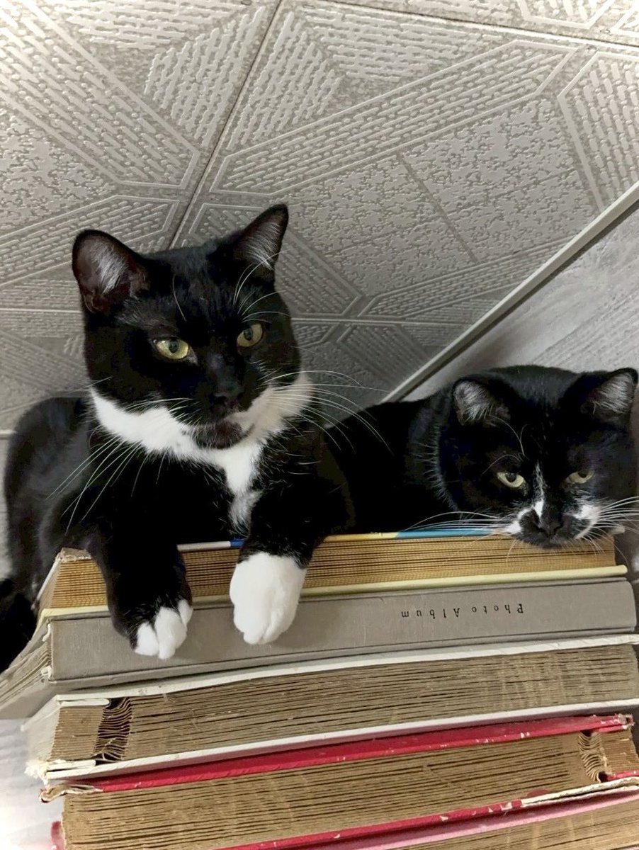 linopopoki's tweet photo. 今日ご紹介するのは2歳のチビちゃん🐱✨
恥ずかしがり屋さんの女の子🫣
人慣れの練習中❗️
チビちゃんとゆっくり関係を作ってくれる方、募集中です🍀
#猫好きさんと繋がりたい #保護猫と暮らす #猫がいる幸せ #保護猫譲渡会 #猫かわいいね #猫カフェ #MiaoLin #ミャオリノ https://t.co/GMByiGTryD