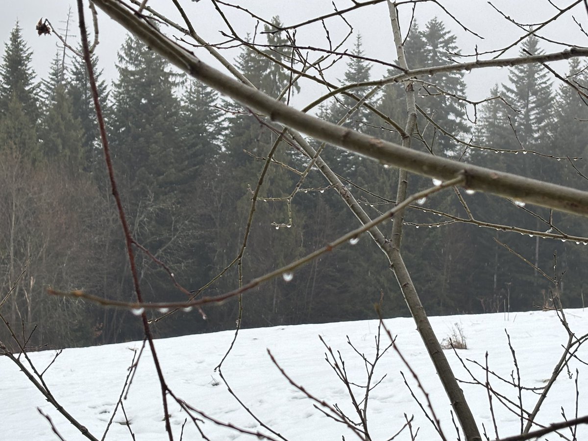 LasWolski's tweet photo. W drodze z Rabki na Maciejową. Im wyżej tym bardziej zimowo. Na drodze często mokry lód. Ślisko. Wskazane raczki i kijki.
#Gorce #Rabka #Maciejowa https://t.co/RJMn1SBsxM