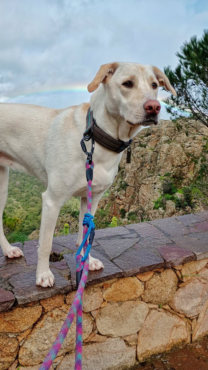 JunFender's tweet photo. After the time fall... comes the rainbow! Sam Louise with her qpid dogtag in deathstranding mode 🤣 🌈 🌧️  #deathstranding #timefall #fakelabrador #rainbow https://t.co/yk8pn0b0xQ