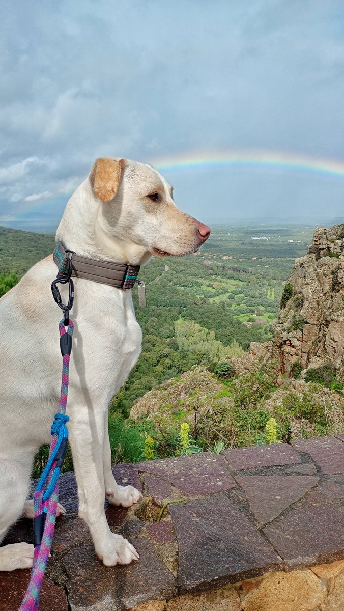 JunFender's tweet photo. After the time fall... comes the rainbow! Sam Louise with her qpid dogtag in deathstranding mode 🤣 🌈 🌧️  #deathstranding #timefall #fakelabrador #rainbow https://t.co/yk8pn0b0xQ