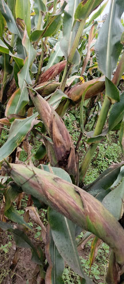 YEAN - Agriculture Extension & Advisory Services tweet media