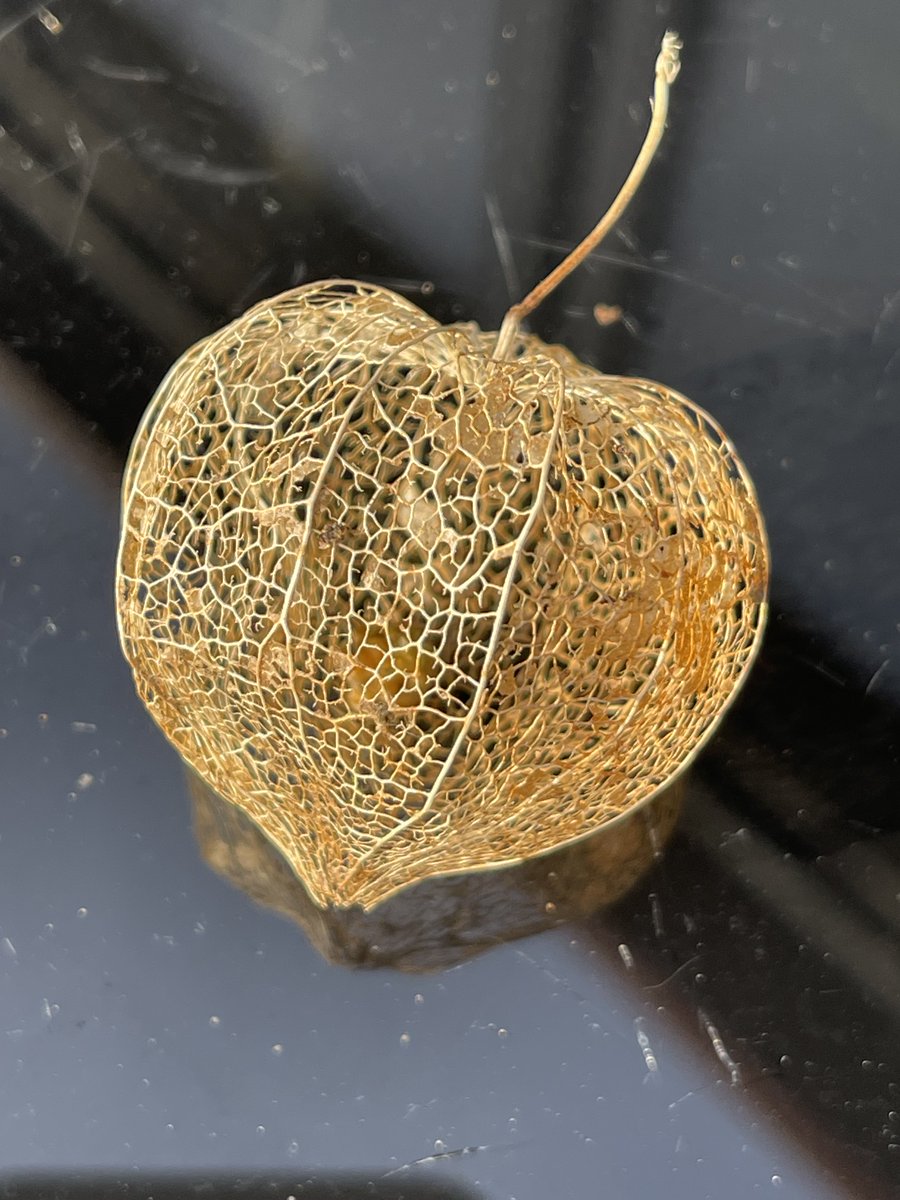 Gillian Higham tweet media