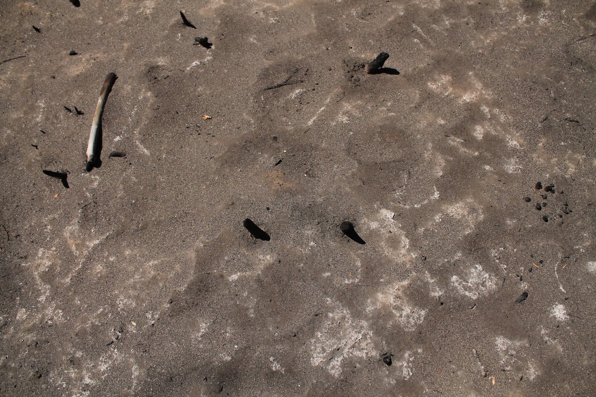 Mariela Gonzalez tweet media