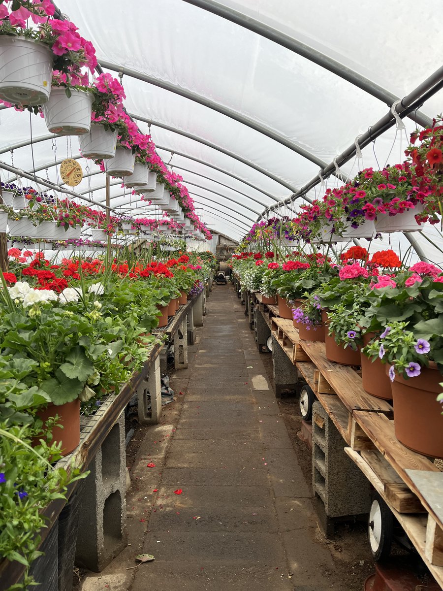 ruhlnyc's tweet image. Happy Valentine's Day ❤️
Saturday, 14 February 2026

Images: Hot house Geraniums

#HappyValentinesDay #Love #Geraniums #NewYorkCity #RUHLNYC

ruhl.nyc