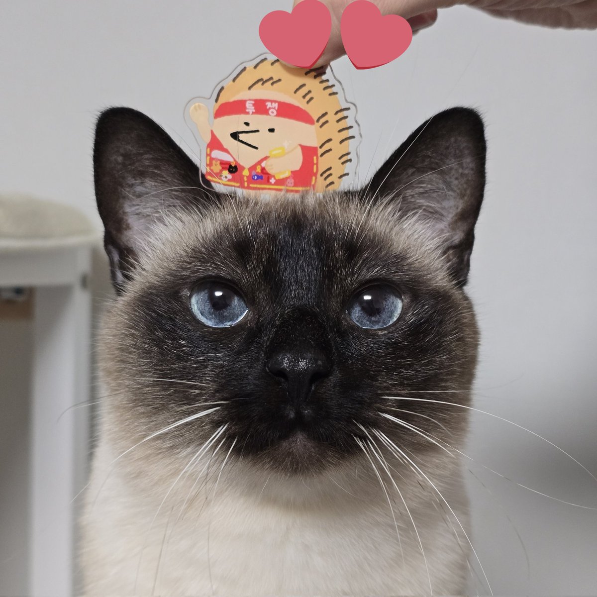 고양이 키우다가 고양이 알러지가 생겼어요
인간이 약을 먹고 있습니다..